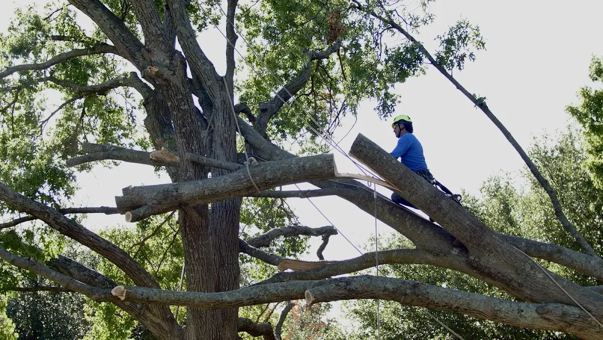Professional Crown Thinning performed by certified arborists in Locust Gap