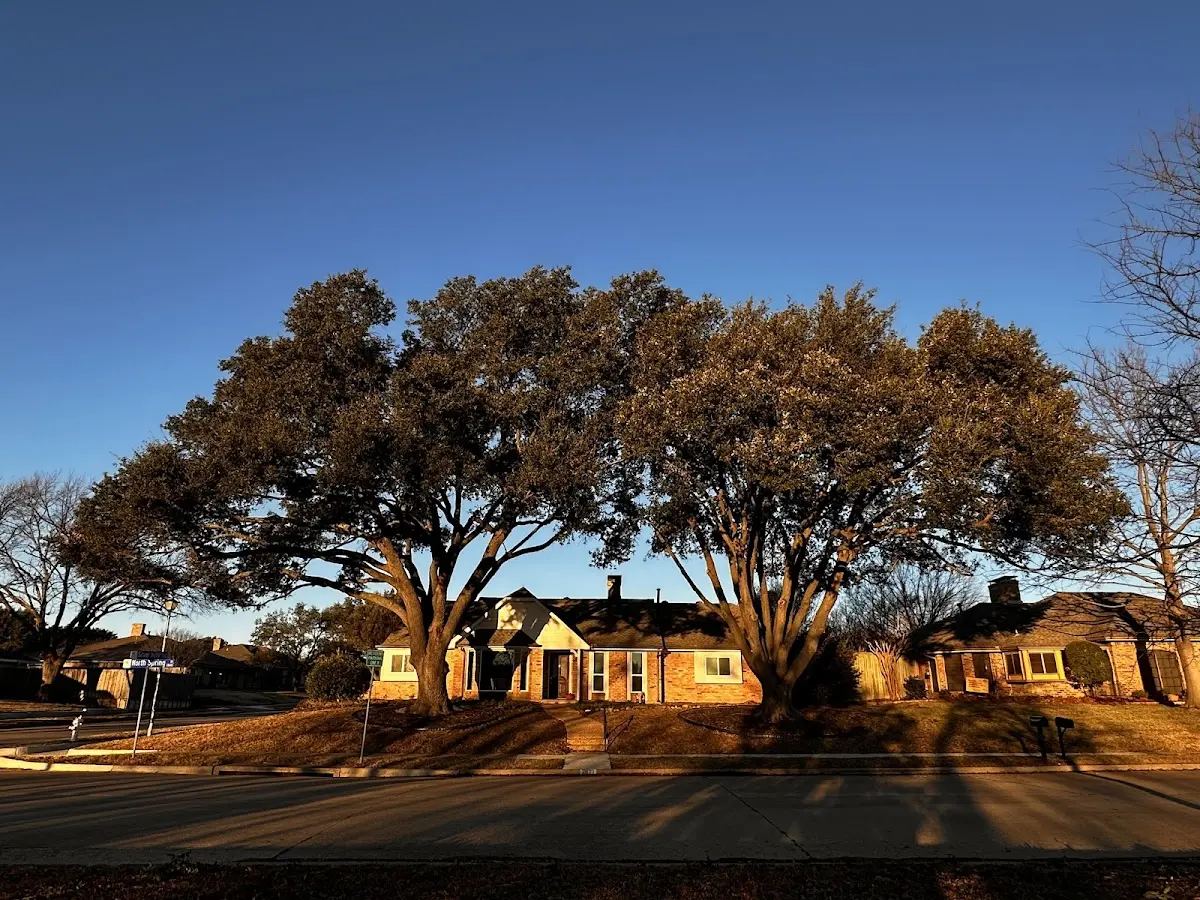 Established residential canopy tree shading a home in Locust Gap